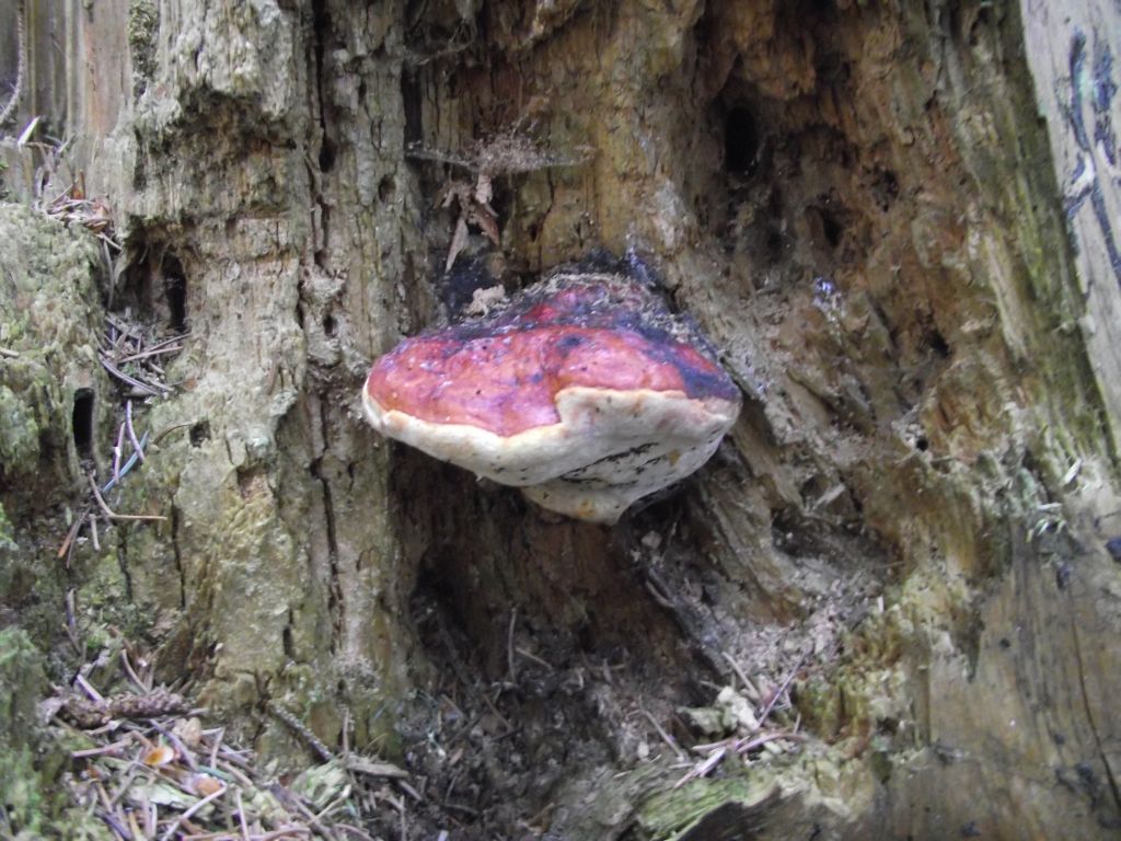 Rotrandiger Baumschwamm - Rotrandiger Baumschwamm im Jungzustand. 